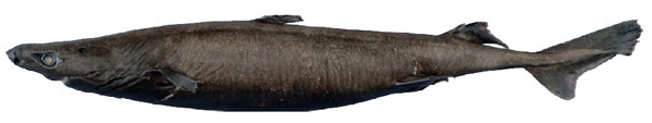 Etmopterus pusillus_04.jpg